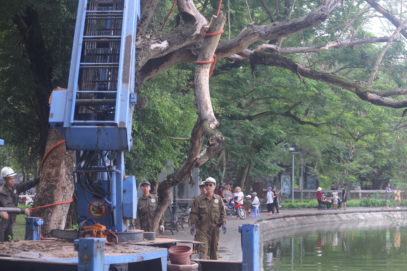Những khúc cây lớn sau khi được cưa được hạ xuống từ từ, an toàn.