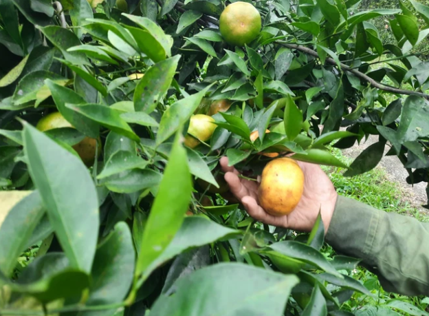 Những quả cam chín mọng, không có thuốc bảo vệ thực vật. Những quả cam chín mọng, không có thuốc bảo vệ thực vật.