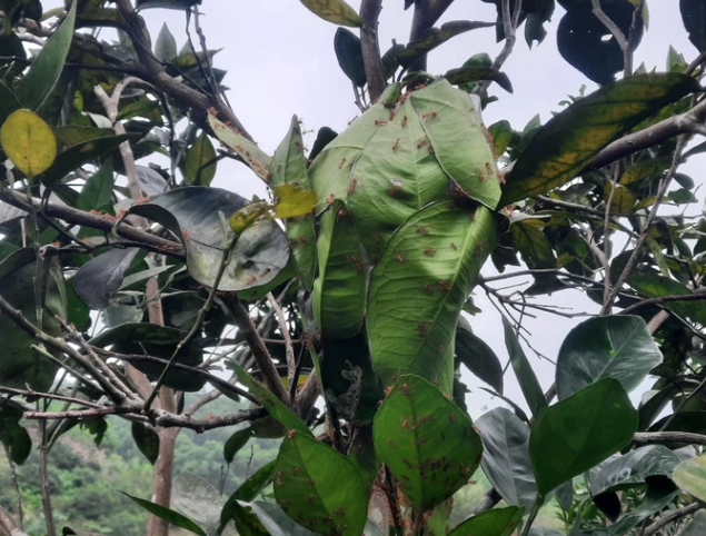 Một trong nhiều tổ kiến vàng trong vườn cam của gia đình ông Toại. Một trong nhiều tổ kiến vàng trong vườn cam của gia đình ông Toại.