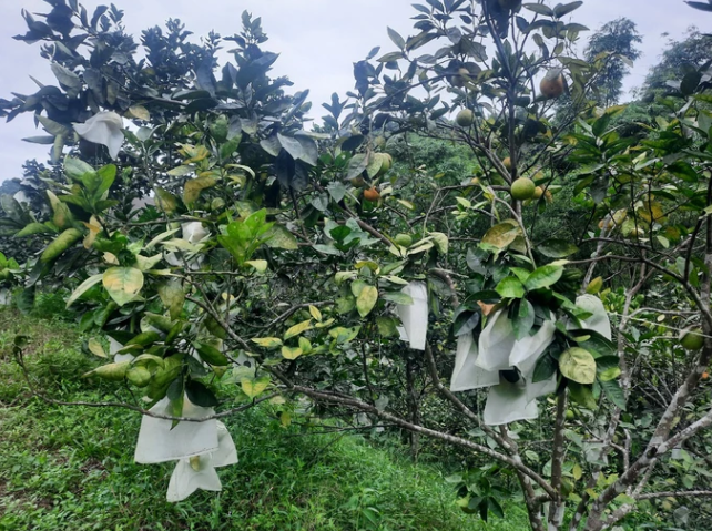 Vườn cam của gia đình ông Toại không những nuôi kiến vàng để bảo vệ cây mà các quả cũng được bao bọc cẩn thận. Vườn cam của gia đình ông Toại không những nuôi kiến vàng để bảo vệ cây mà các quả cũng được bao bọc cẩn thận.