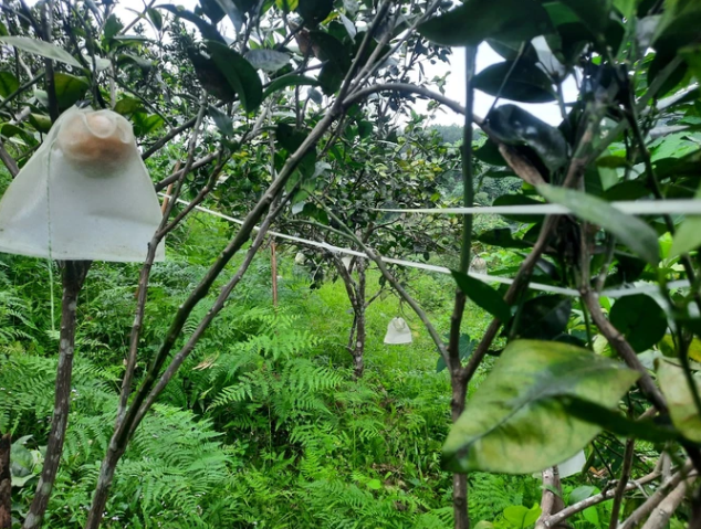 Dây cước nối các cây trong vườn cam lại với nhau thành một hệ thống để kiến di chuyển qua lại. Dây cước nối các cây trong vườn cam lại với nhau thành một hệ thống để kiến di chuyển qua lại.