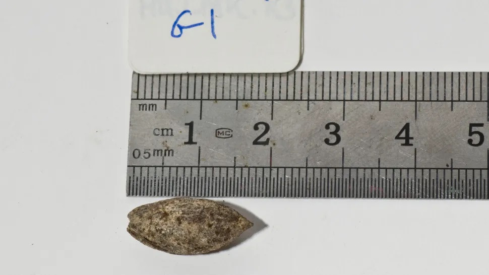 Các nhà khoa học đã trồng một hạt giống 1.000 năm tuổi, và đặt tên là Sheba.(Ảnh:Tiến sĩ Sarah Sallon)