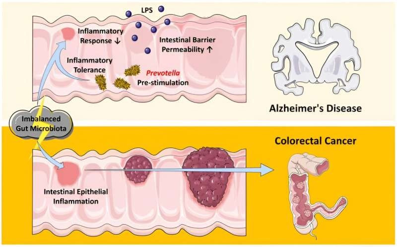 Minh họa cách mất cân bằng liên quan đến lão hóa của hệ vi khuẩn đường ruột góp phần vào mối quan hệ tỷ lệ nghịch giữa tỷ lệ mắc chứng suy giảm nhận thức Alzheimer và ung thư đại tràng. (Ảnh: Biên bản báo cáo của Viện Hàn lâm Khoa học Quốc gia (2024)).