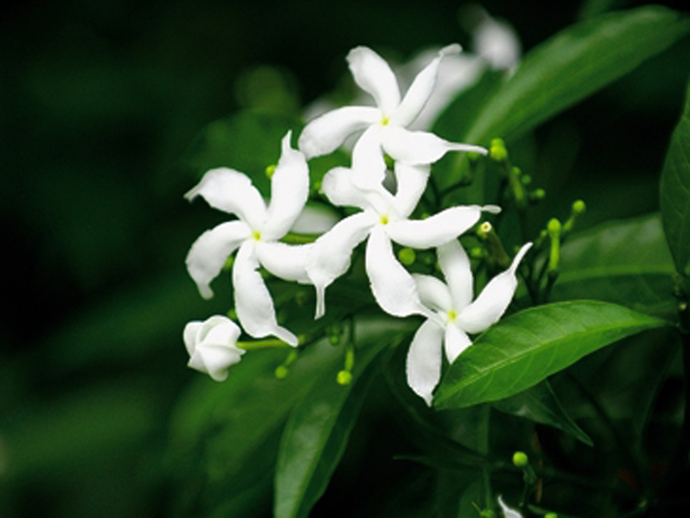 Hoa nhài - quốc hoa Philippines