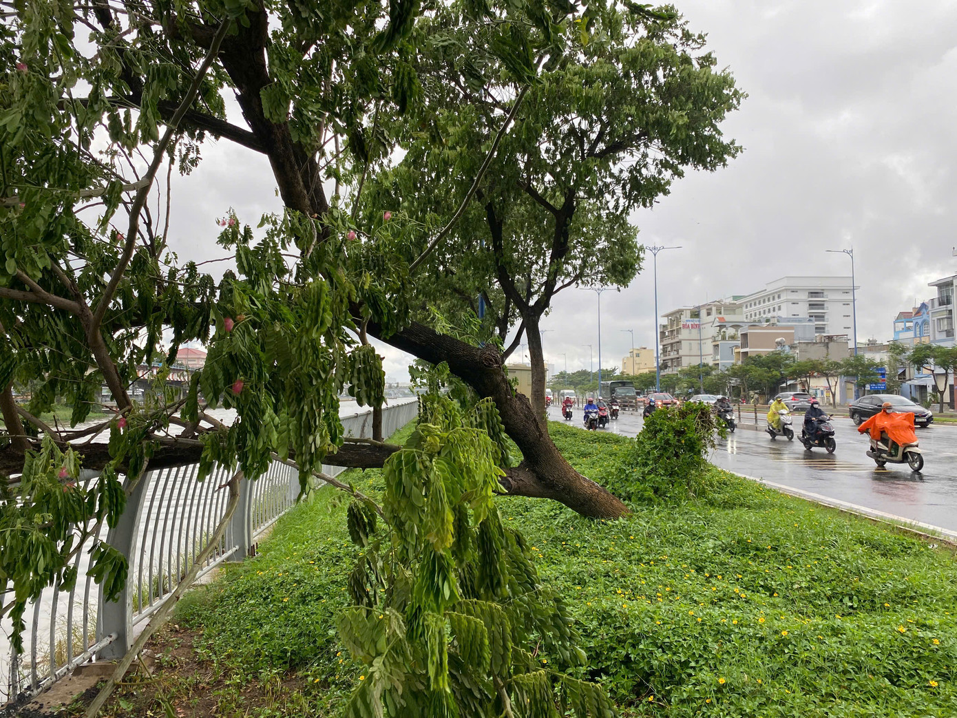 Cây me tây trên đường Võ Văn Kiệt bị bật gốc trong cơn mưa chiều 28/6. Ảnh: Hữu Huy Cây me tây trên đường Võ Văn Kiệt bị bật gốc trong cơn mưa chiều 28/6. Ảnh: Hữu Huy