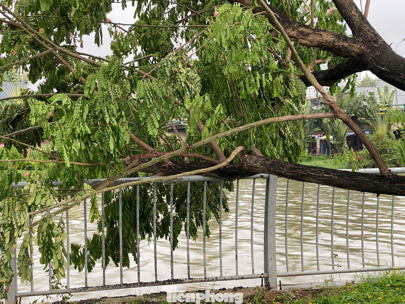 Phần ngọn cây ngã đè lên lan can bờ kênh Lò Gốm. Phần ngọn cây ngã đè lên lan can bờ kênh Lò Gốm.