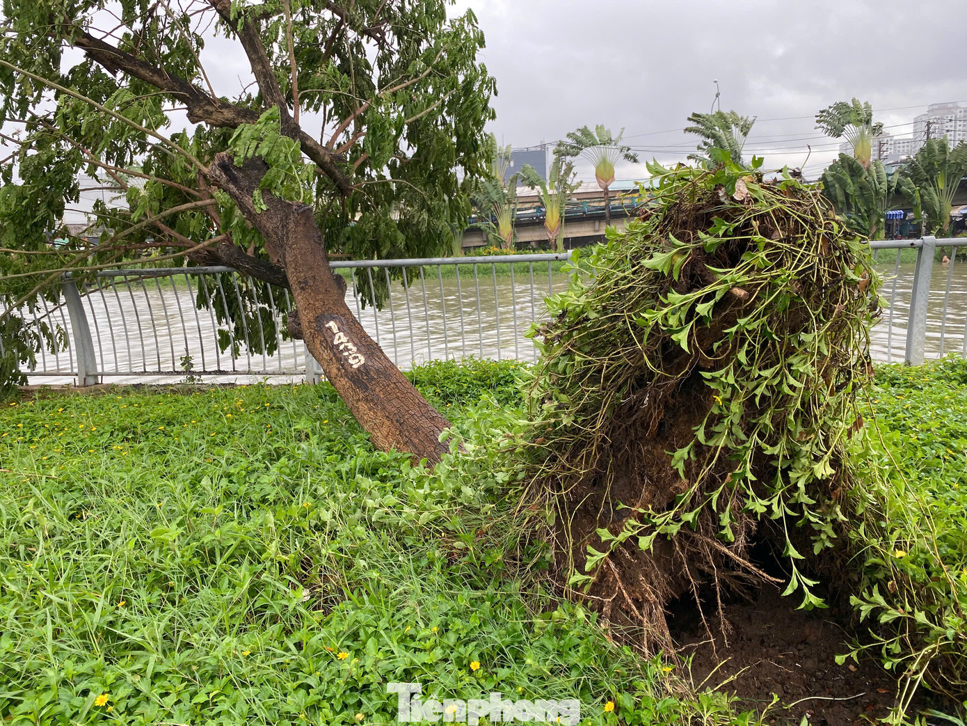 Theo ghi nhận của phóng viên, cây me tây này đang sinh trưởng tốt, phần gốc không có dấu hiệu bị sâu mục. Theo ghi nhận của phóng viên, cây me tây này đang sinh trưởng tốt, phần gốc không có dấu hiệu bị sâu mục.