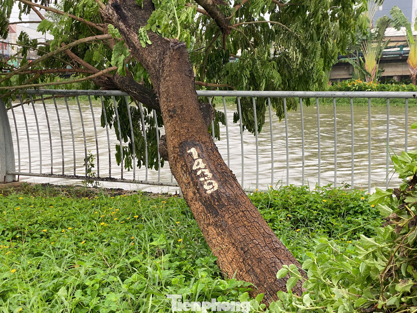 Cây me tây được đánh số quản lý 1439. Cây me tây được đánh số quản lý 1439.