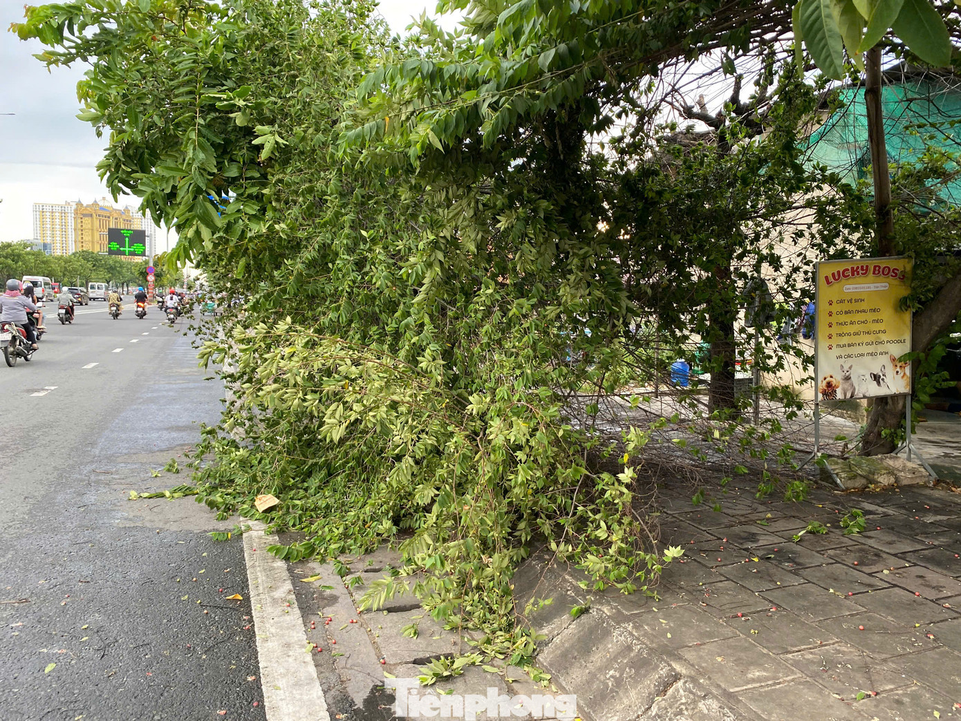 Nhánh cây trứng cá trên vỉa hè đường Võ Văn Kiệt (quận 6) bị gãy, đổ chắn lối đi bộ. Nhánh cây trứng cá trên vỉa hè đường Võ Văn Kiệt (quận 6) bị gãy, đổ chắn lối đi bộ.