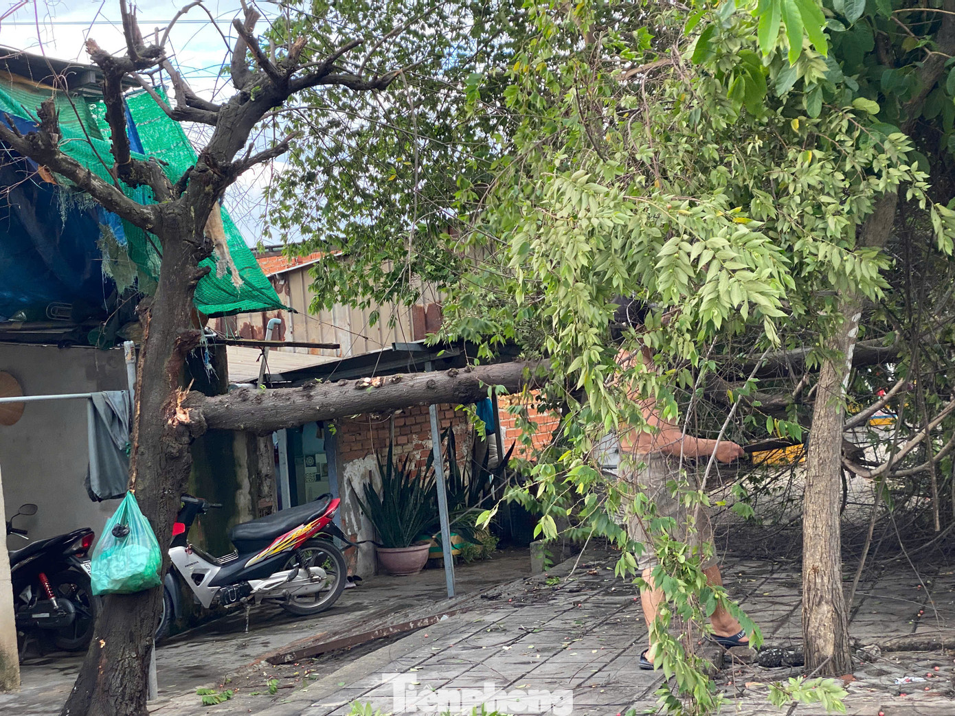Người dân sống gần khu vực đã chủ động dọn dẹp, thu gom cành cây bị gãy để đảm bảo an toàn. Người dân sống gần khu vực đã chủ động dọn dẹp, thu gom cành cây bị gãy để đảm bảo an toàn.