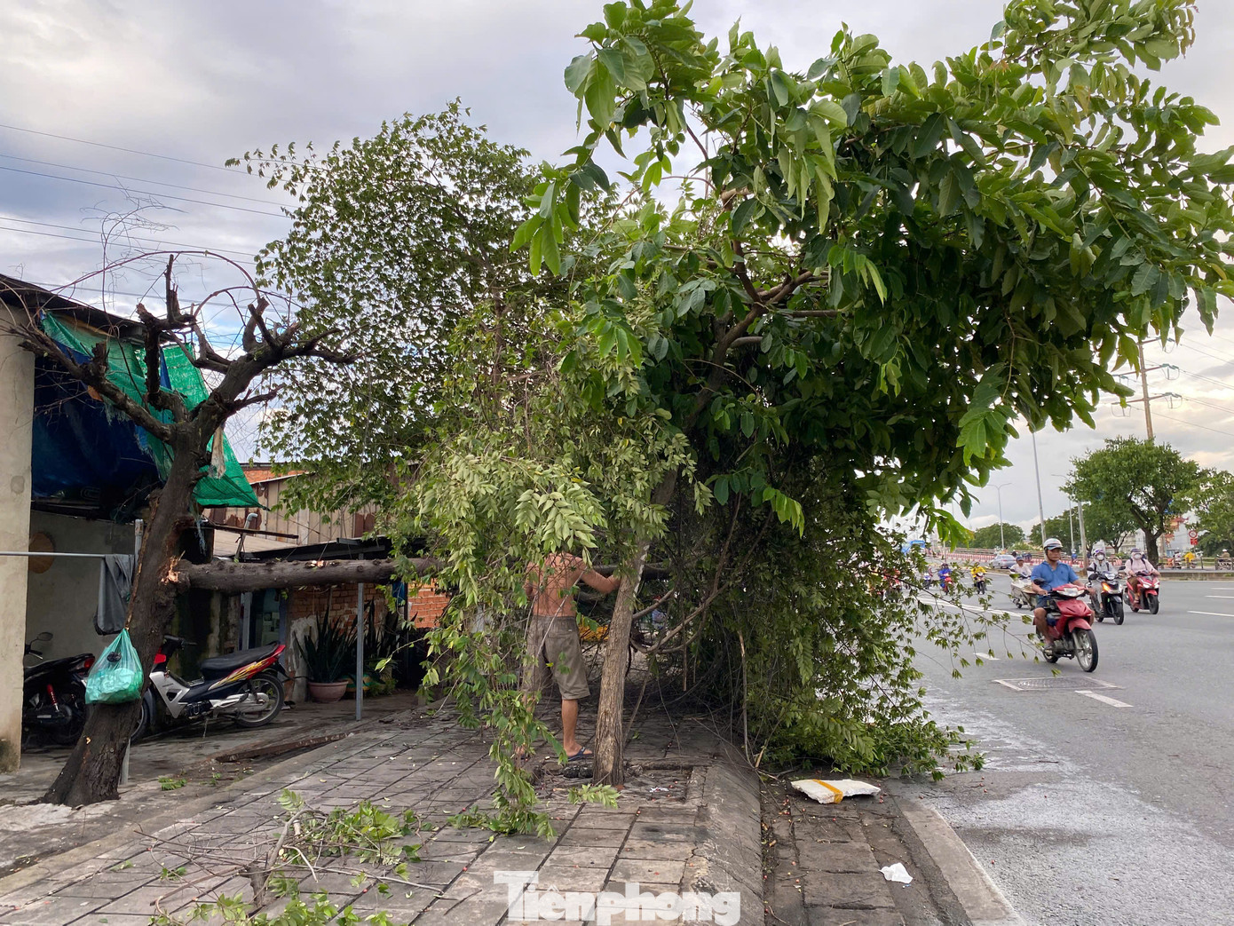 Theo quan sát của phóng viên, cây trứng cá này đã có dấu hiệu suy kiệt, nhiều cành nhánh trước đó đã khô héo và chết dần. Theo quan sát của phóng viên, cây trứng cá này đã có dấu hiệu suy kiệt, nhiều cành nhánh trước đó đã khô héo và chết dần.