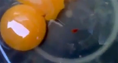 "Sinh vật lạ" trong trứng. "Sinh vật lạ" trong trứng.