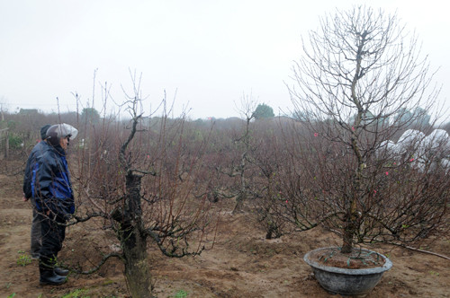 Cả năm chỉ trông chờ vào vụ Tết, song nghề trồng đào 70% phụ thuộc vào thời tiết nên người nông dân rất lo lắng