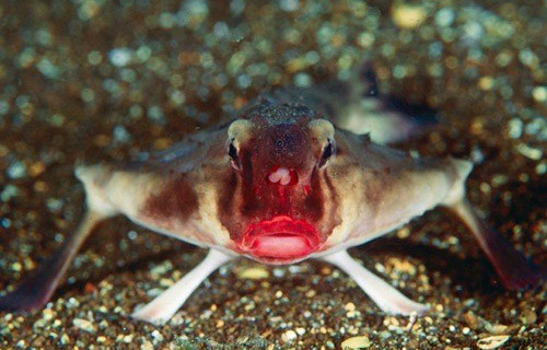 Những con vật xấu xí nhất hành tinh ảnh 11