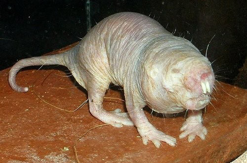 Những con vật xấu xí nhất hành tinh ảnh 2