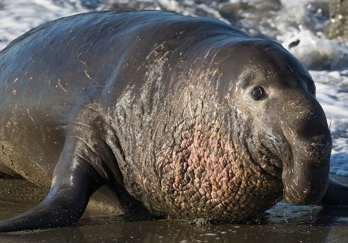 Những con vật xấu xí nhất hành tinh ảnh 9