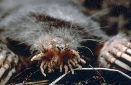 Những con vật xấu xí nhất hành tinh ảnh 5