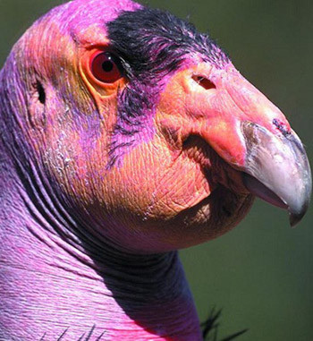 Những con vật xấu xí nhất hành tinh ảnh 1