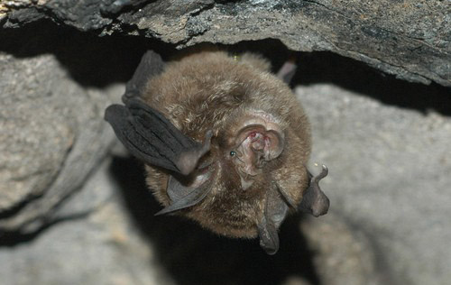 Những con vật xấu xí nhất hành tinh ảnh 10