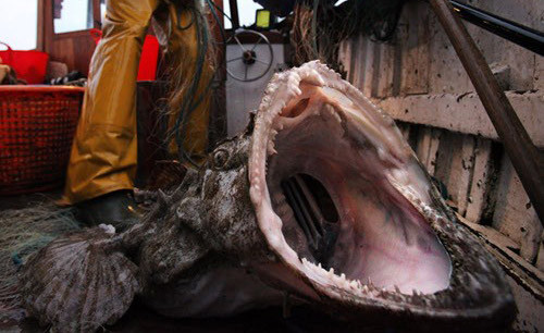 Những con vật xấu xí nhất hành tinh ảnh 7