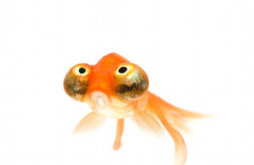 Những con vật xấu xí nhất hành tinh ảnh 13