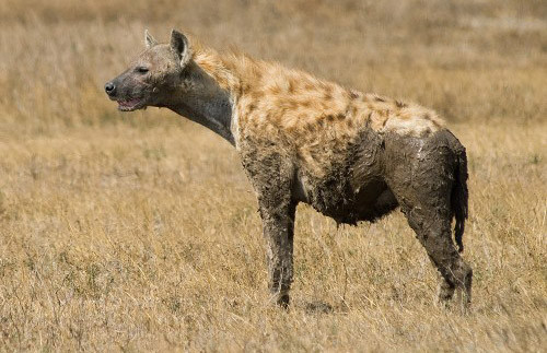 Những con vật xấu xí nhất hành tinh ảnh 12