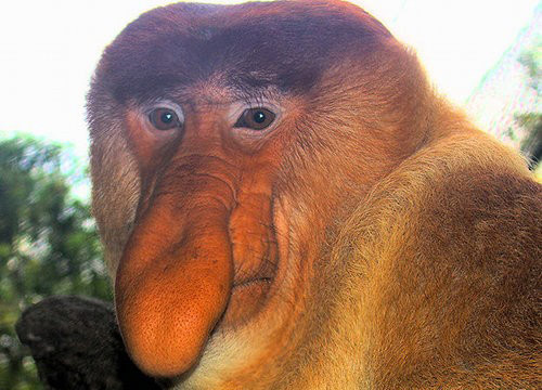 Những con vật xấu xí nhất hành tinh ảnh 3