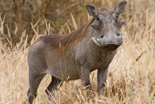 Những con vật xấu xí nhất hành tinh ảnh 4