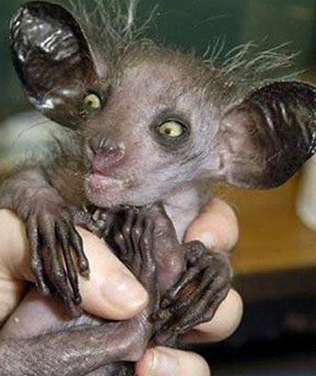 Những con vật xấu xí nhất hành tinh ảnh 6