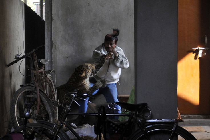 Một con báo sổng chuồng tấn công một người đàn ông Ấn Độ hồi tháng một