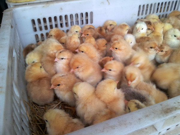 Gà giống chất đầy trên xe