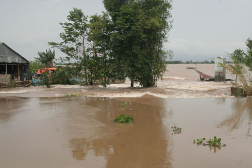 Đê bờ Tây Kinh 7 (xã Ô Long Vĩ, Châu Phú, An Giang) vỡ nhấn chìm 1.500 ha lúa đông xuân của người dân trong biển nước
