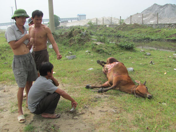 Người dân khiêng bò đi kiện