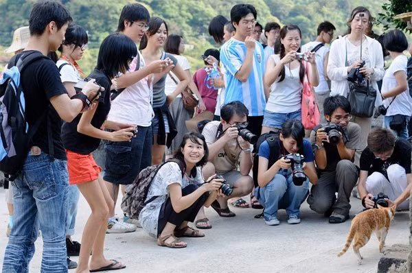 Chẳng mấy chốc, Houtong trở thành điểm đến yêu thích của những người yêu mèo và các nhiếp ảnh gia không chuyên. Hiện nay, thị trấn mỏ một thời với 100 giống mèo ngày ngày lang thang trên những con phố đã tạo nên sức hút mạnh mẽ, kéo hàng nghìn du khách tới đây vào mỗi dịp cuối tuần