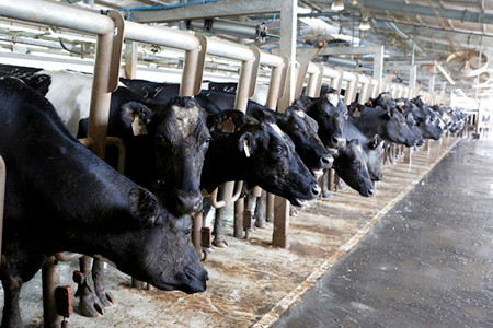 Nghe nhạc chờ vắt sữa