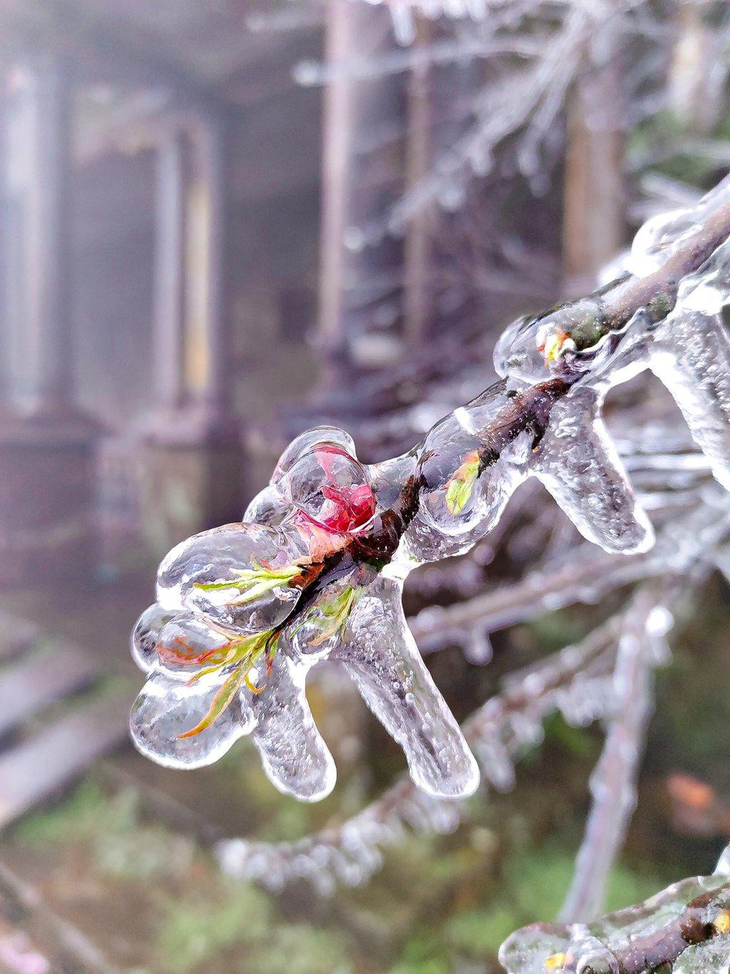 Lớp băng trong suốt phủ cây cối trên đỉnh Mẫu Sơn. Ảnh: Lý Quang Vinh.