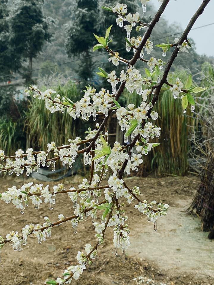 Nhóm khách dừng lại check-in với cây cối phủ băng bên đường. Ảnh: Đặng Luyến.
