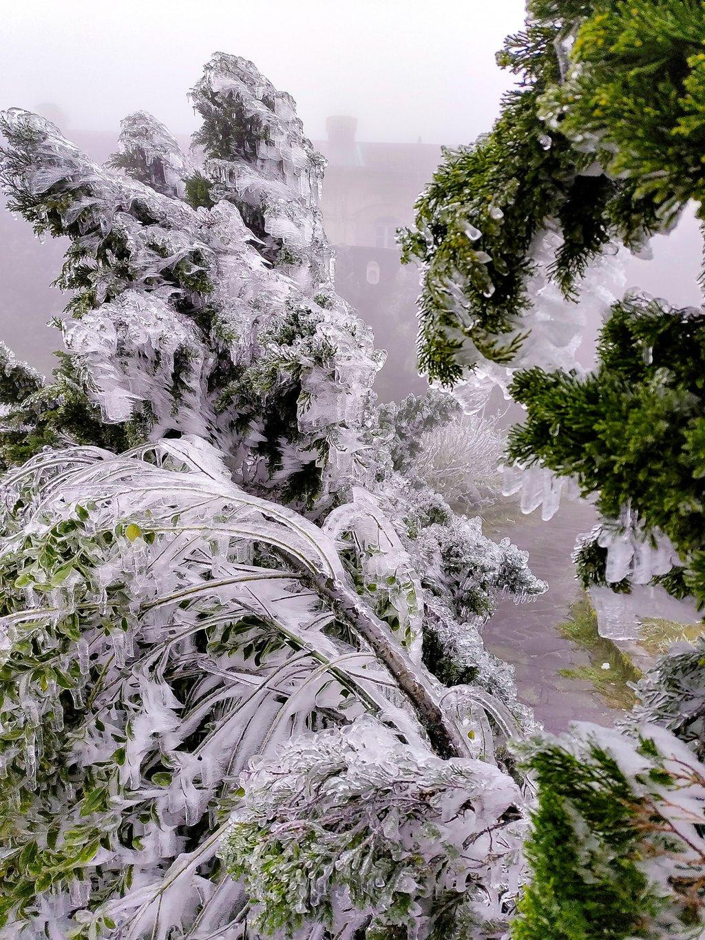 Lớp băng trong suốt phủ cây cối trên đỉnh Mẫu Sơn. Ảnh: Lý Quang Vinh.