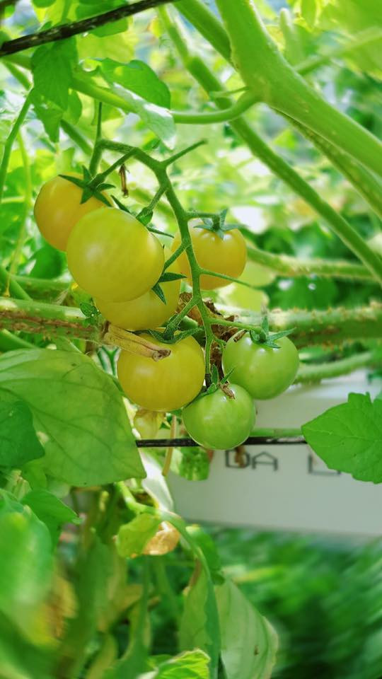 Lý Nhã Kỳ khoe vườn dâu tây, rau sạch ở Đà Lạt khiến fan ngây ngất ảnh 9