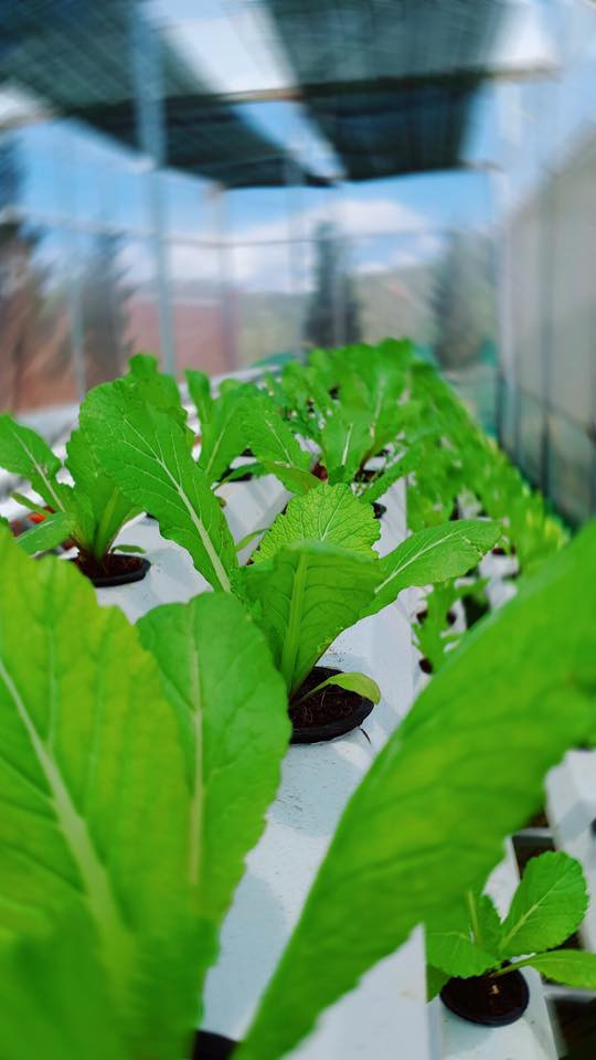 Lý Nhã Kỳ khoe vườn dâu tây, rau sạch ở Đà Lạt khiến fan ngây ngất ảnh 14