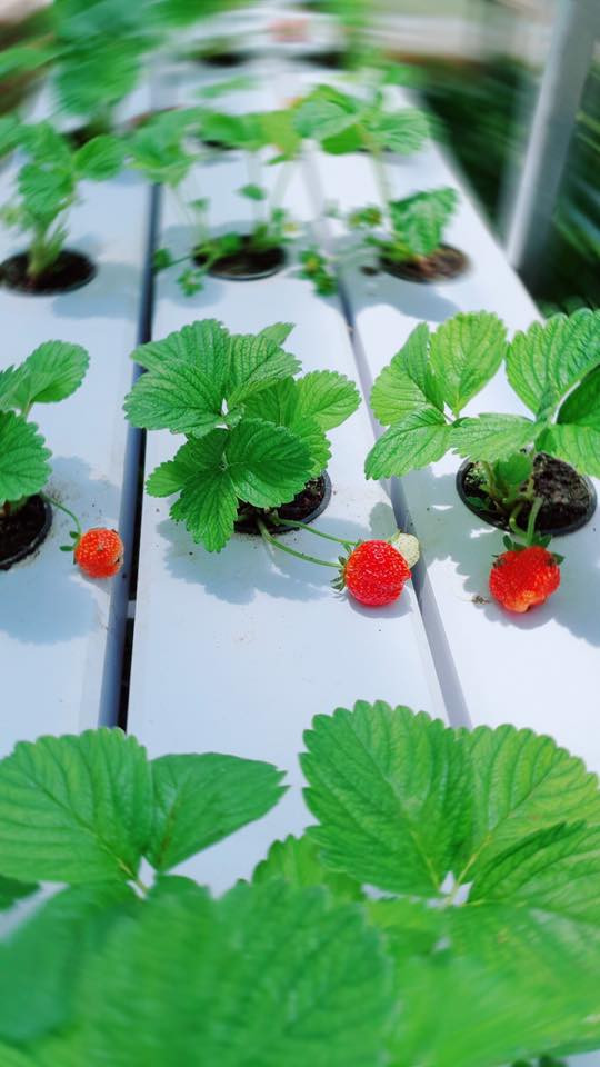 Lý Nhã Kỳ khoe vườn dâu tây, rau sạch ở Đà Lạt khiến fan ngây ngất ảnh 8