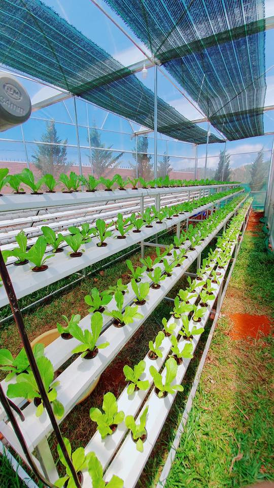 Lý Nhã Kỳ khoe vườn dâu tây, rau sạch ở Đà Lạt khiến fan ngây ngất ảnh 15