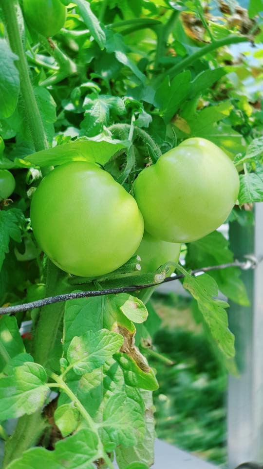 Lý Nhã Kỳ khoe vườn dâu tây, rau sạch ở Đà Lạt khiến fan ngây ngất ảnh 11