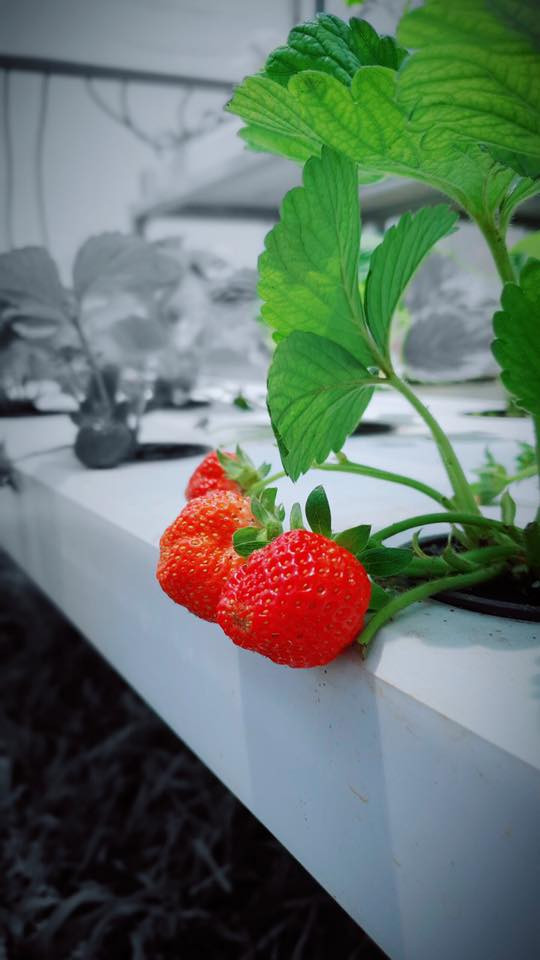 Lý Nhã Kỳ khoe vườn dâu tây, rau sạch ở Đà Lạt khiến fan ngây ngất ảnh 4