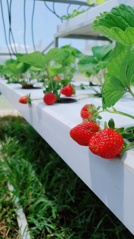 Lý Nhã Kỳ khoe vườn dâu tây, rau sạch ở Đà Lạt khiến fan ngây ngất ảnh 5