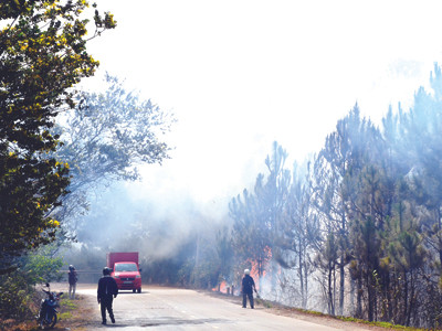 Cháy rừng thông ven đèo Mimosa