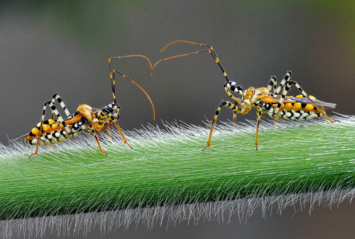 Thiên nhiên - HCĐ VAPA - Tín hiệu tình yêu – tác giả Bùi Văn Chung (Việt Nam)
