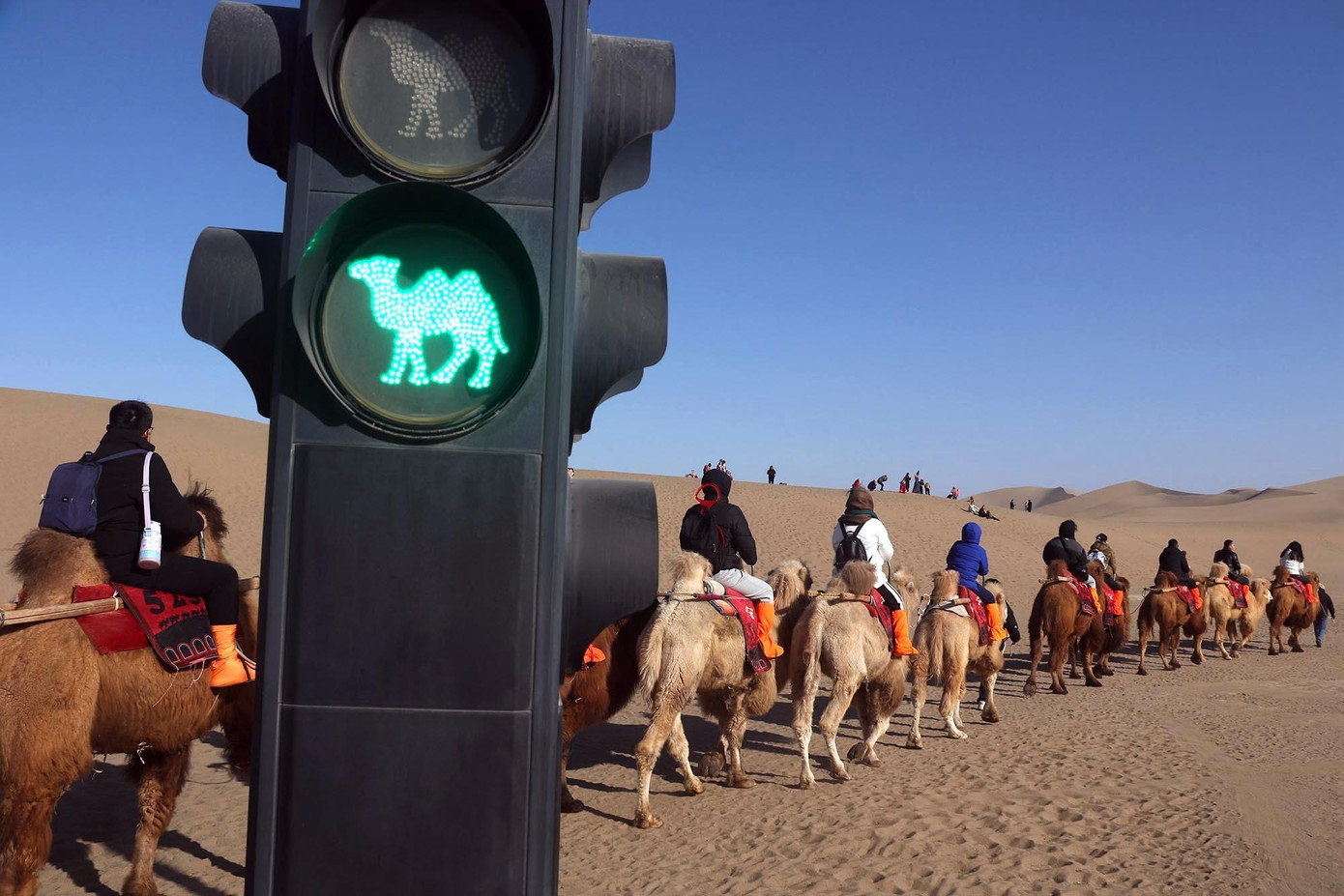 Đèn giao thông lạc đà trên đường mòn sa mạc.