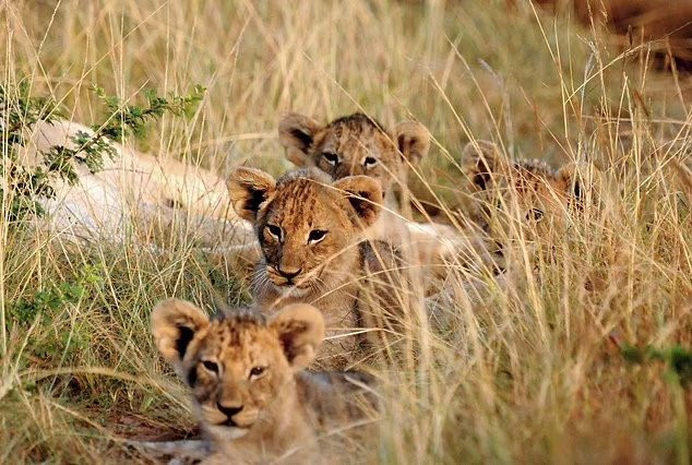 Ngắm nhìn vẻ đẹp của Nam Phi từ trên không, đường đi bộ và đường bộ trước khi đi vào bụi rậm trong chuyến đi săn động vật hoang dã.