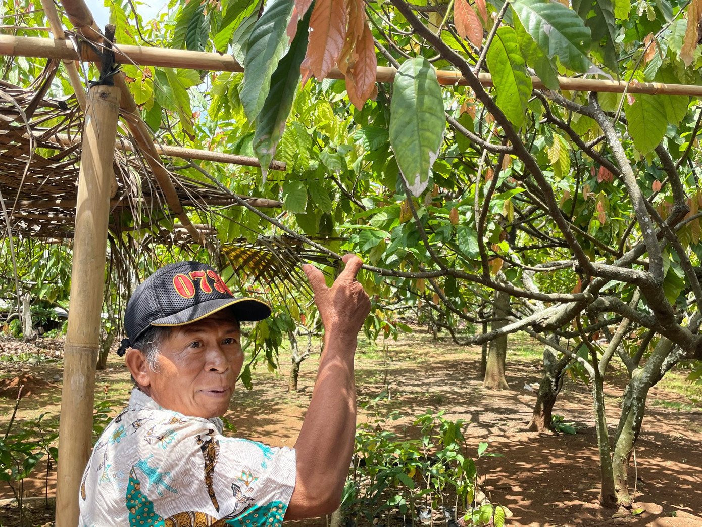 Một dân làng giới thiệu về vườn trồng cacao.